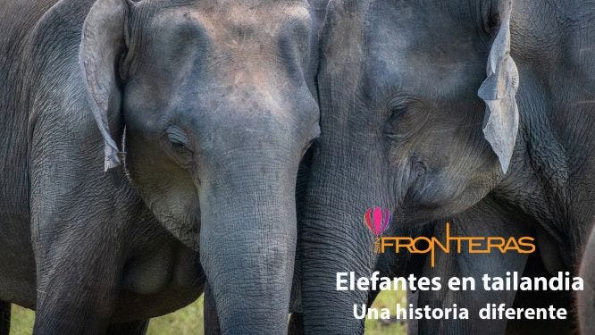 Elefantes en Tailandia